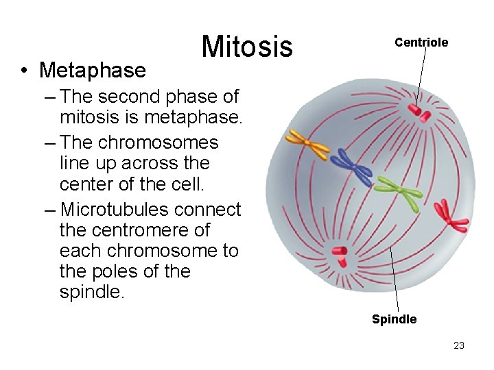  • Metaphase Mitosis Centriole – The second phase of mitosis is metaphase. –