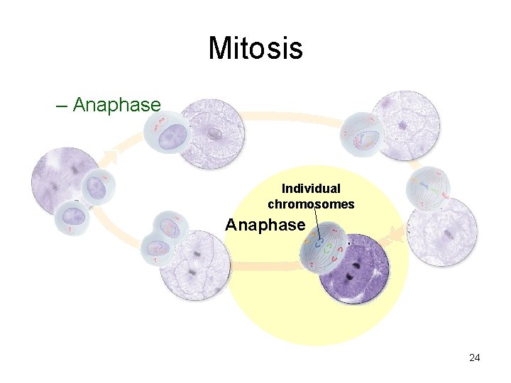 Mitosis – Anaphase Individual chromosomes Anaphase 24 