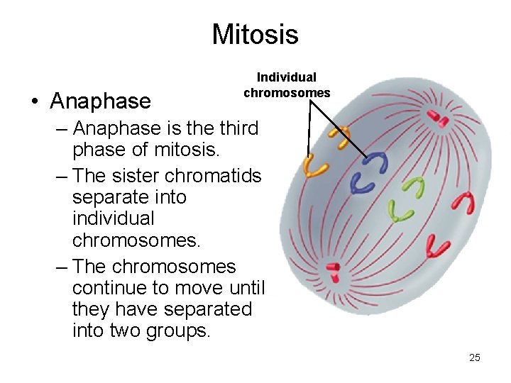 Mitosis • Anaphase Individual chromosomes – Anaphase is the third phase of mitosis. –