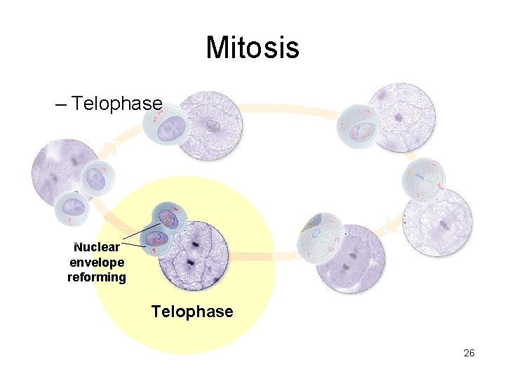 Mitosis – Telophase Nuclear envelope reforming Telophase 26 