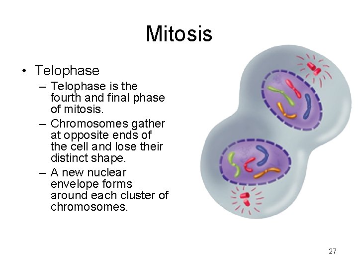 Mitosis • Telophase – Telophase is the fourth and final phase of mitosis. –