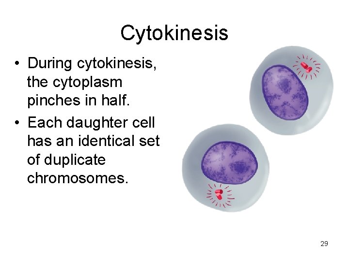 Cytokinesis • During cytokinesis, the cytoplasm pinches in half. • Each daughter cell has