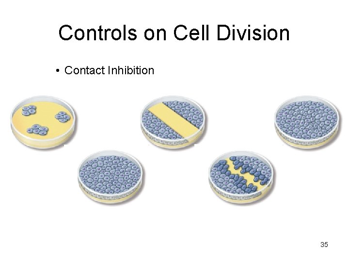 Controls on Cell Division • Contact Inhibition 35 