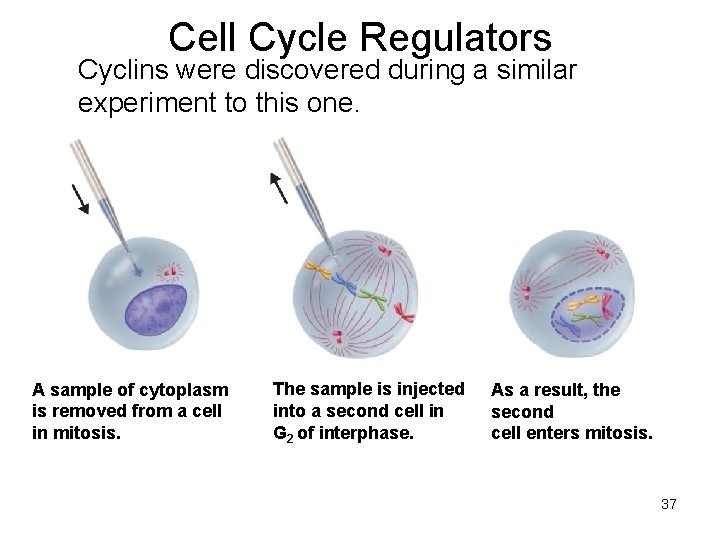 Cell Cycle Regulators Cyclins were discovered during a similar experiment to this one. A