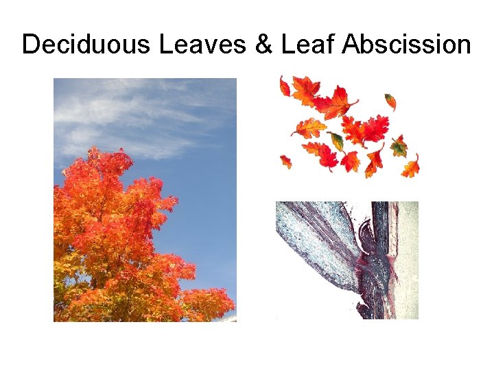 Deciduous Leaves & Leaf Abscission 