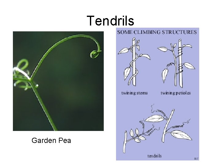 Tendrils Garden Pea 