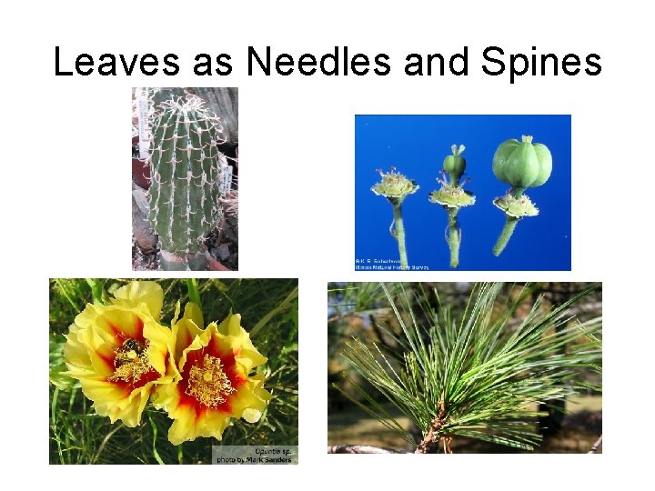 Leaves as Needles and Spines 