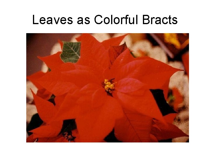 Leaves as Colorful Bracts 