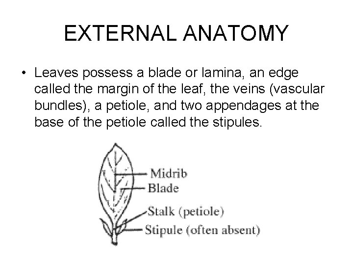 EXTERNAL ANATOMY • Leaves possess a blade or lamina, an edge called the margin
