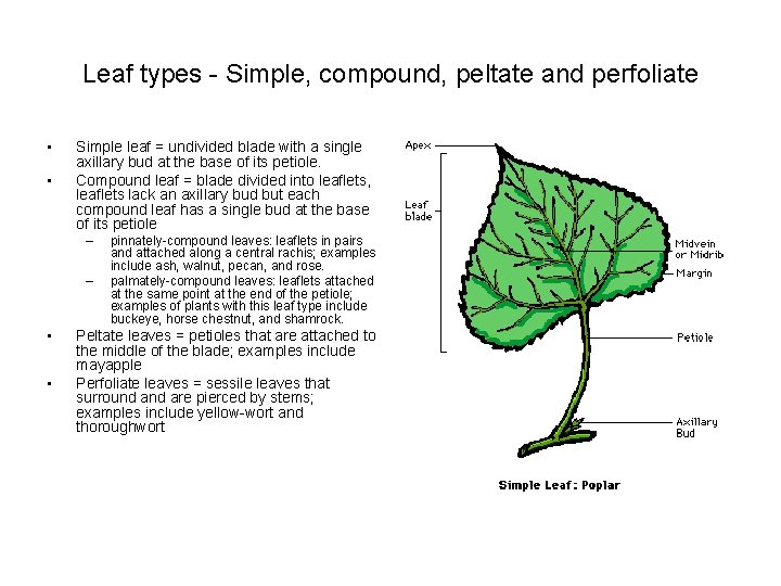 Leaf types - Simple, compound, peltate and perfoliate • • Simple leaf = undivided