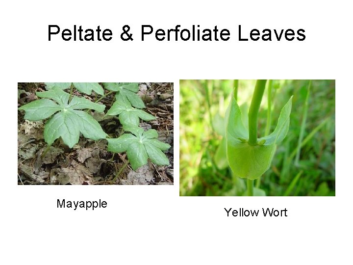 Peltate & Perfoliate Leaves Mayapple Yellow Wort 