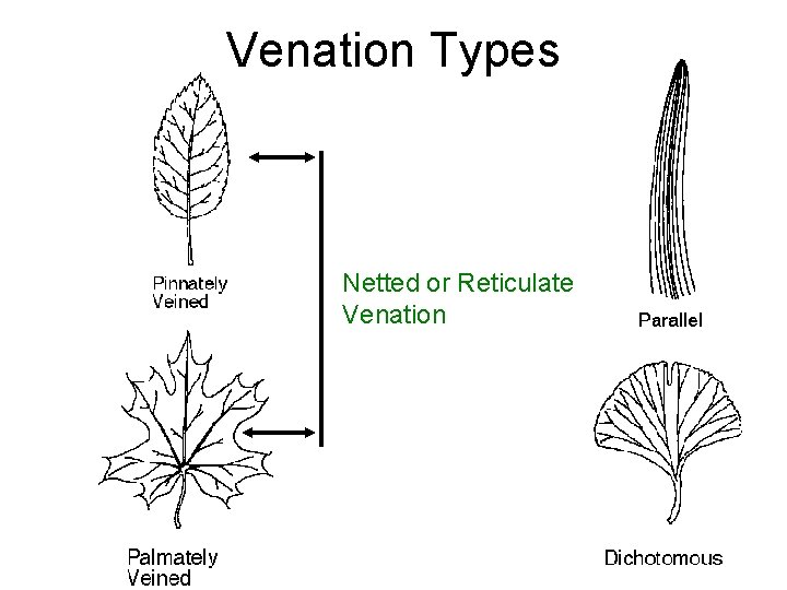 Venation Types Netted or Reticulate Venation 