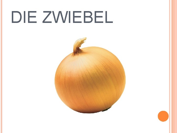 DIE ZWIEBEL 