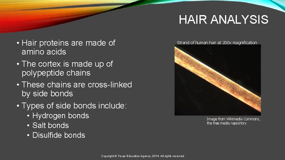 HAIR ANALYSIS • Hair proteins are made of amino acids • The cortex is