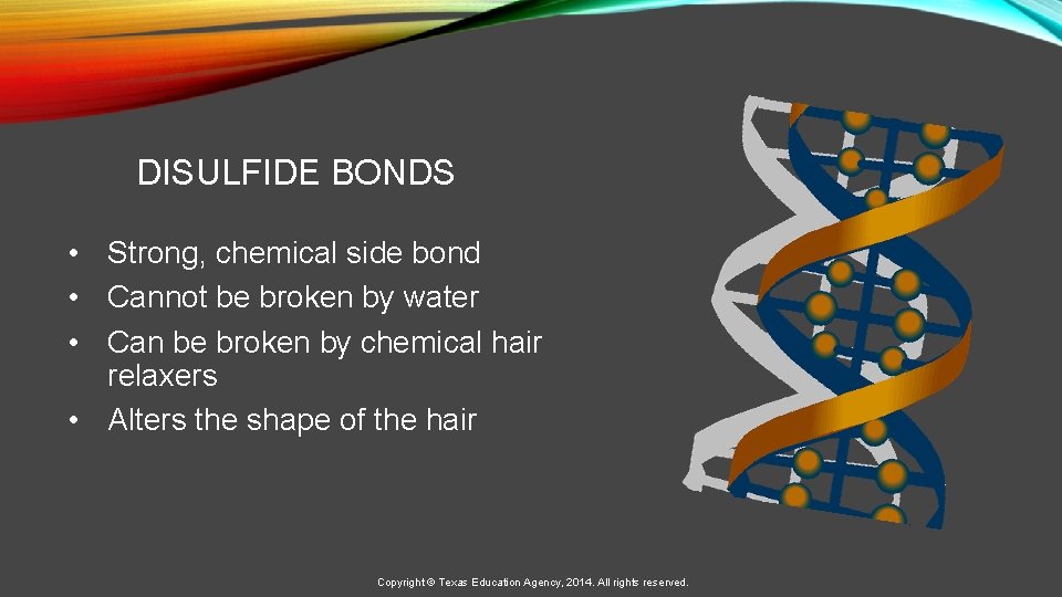  DISULFIDE BONDS • Strong, chemical side bond • Cannot be broken by water