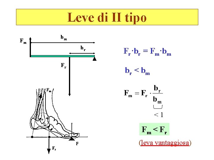 Leve di II tipo Fm bm br Fr Fr·br = Fm·bm br < b