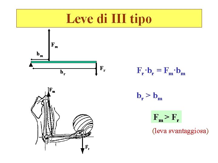 Leve di III tipo Fm bm br Fr Fr·br = Fm·bm br > b