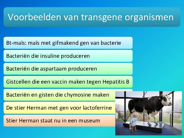 Voorbeelden van transgene organismen Bt-maïs: maïs met gifmakend gen van bacterie Bacteriën die insuline