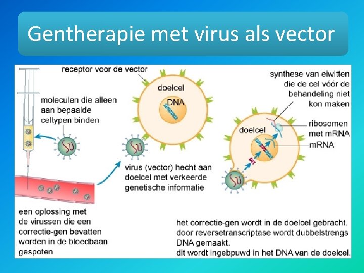 Gentherapie met virus als vector 