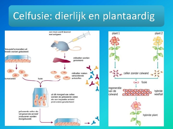 Celfusie: dierlijk en plantaardig 