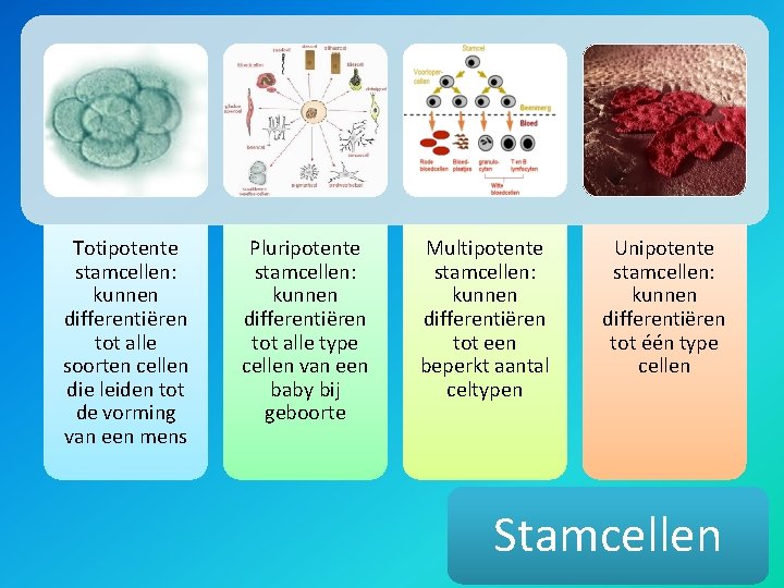 Totipotente stamcellen: kunnen differentiëren tot alle soorten cellen die leiden tot de vorming van