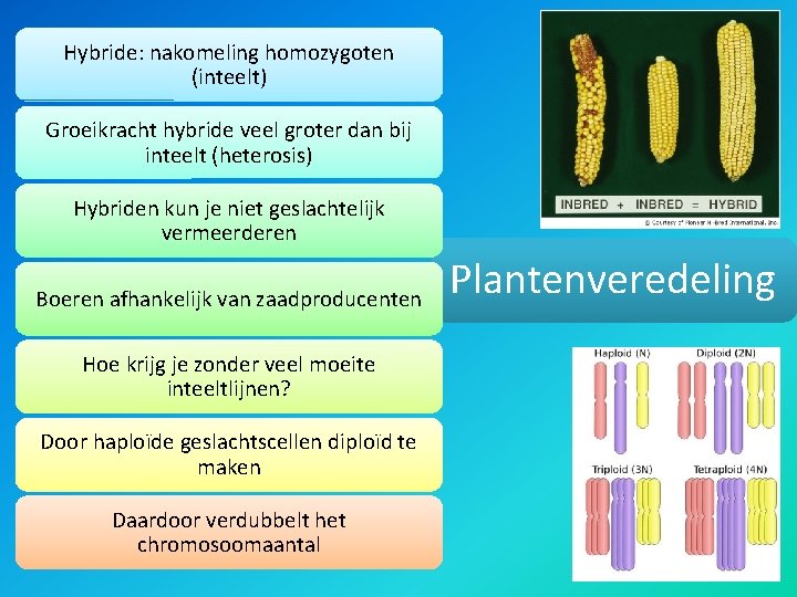 Hybride: nakomeling homozygoten (inteelt) Groeikracht hybride veel groter dan bij inteelt (heterosis) Hybriden kun