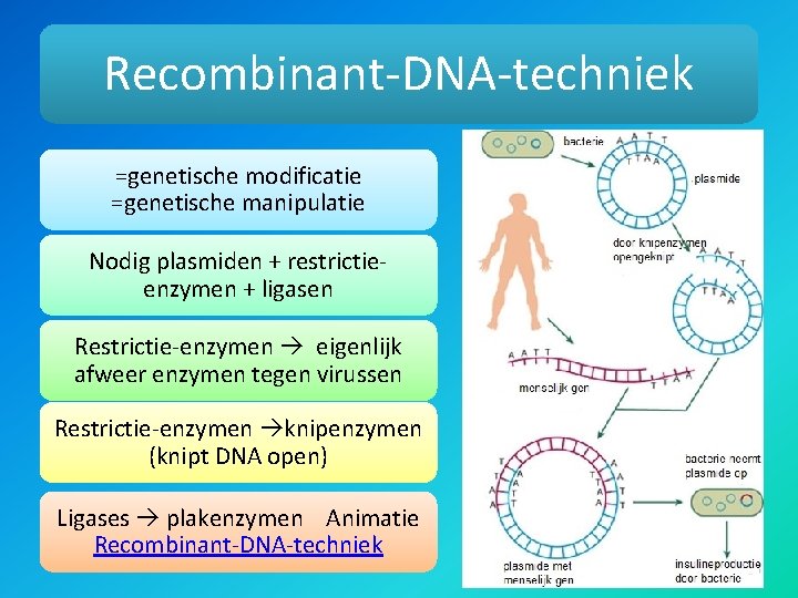 Recombinant-DNA-techniek =genetische modificatie =genetische manipulatie Nodig plasmiden + restrictieenzymen + ligasen Restrictie-enzymen eigenlijk afweer