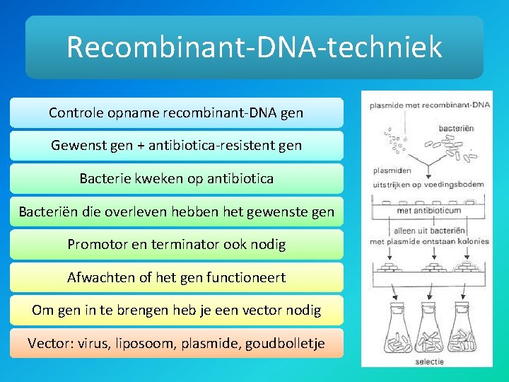 Recombinant-DNA-techniek Controle opname recombinant-DNA gen Gewenst gen + antibiotica-resistent gen Bacterie kweken op antibiotica