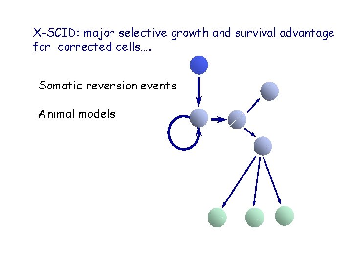 X-SCID: major selective growth and survival advantage for corrected cells…. Somatic reversion events Animal