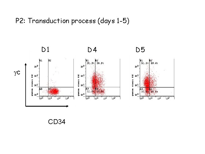 P 2: Transduction process (days 1 -5) D 1 c CD 34 D 5