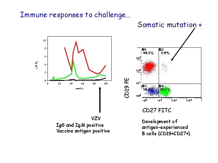 Immune responses to challenge… Somatic mutation + 10 8 6 2 0 0 20