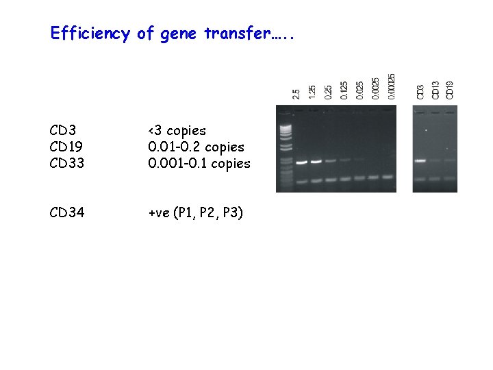 Efficiency of gene transfer…. . CD 3 CD 19 CD 33 <3 copies 0.