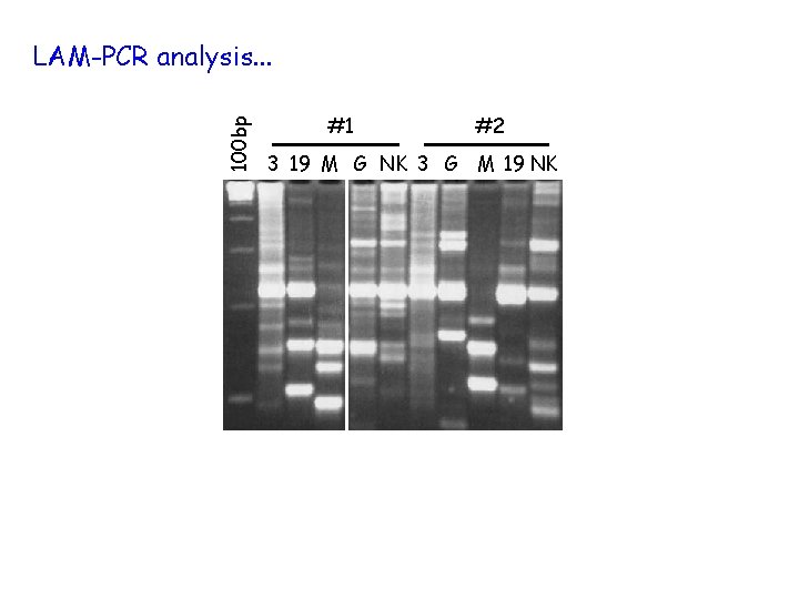 100 bp LAM-PCR analysis. . . #1 #2 3 19 M G NK 3