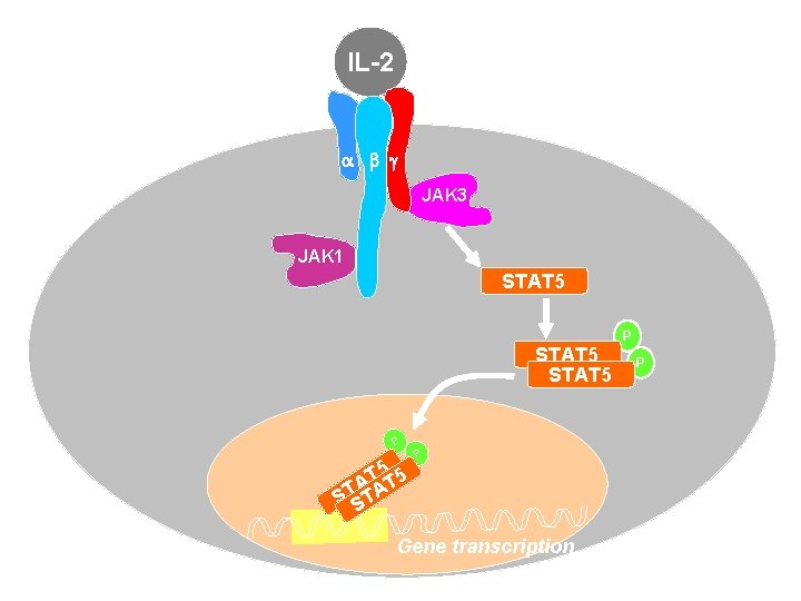 IL-2 a b g JAK 3 JAK 1 STAT 5 P T 5 T