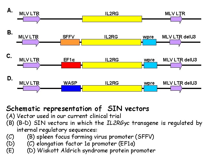 A. B. C. D. MLV LTR IL 2 RG MLV LTR SFFV IL 2