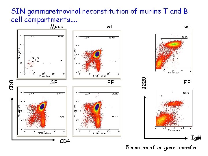 Mock wt SF EF CD 4 wt B 220 CD 8 SIN gammaretroviral reconstitution