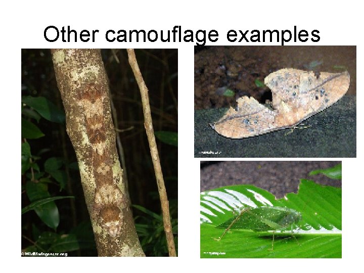 Other camouflage examples 