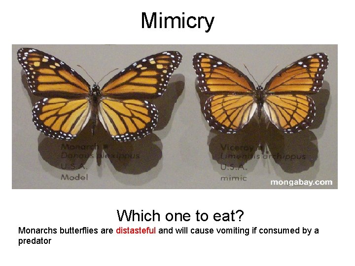 Mimicry Which one to eat? Monarchs butterflies are distasteful and will cause vomiting if