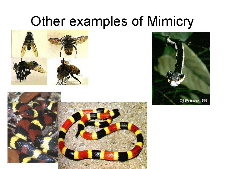 Other examples of Mimicry 