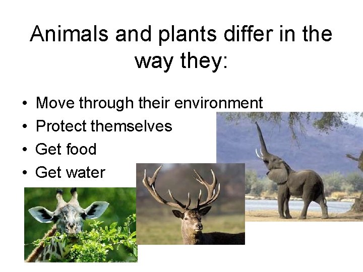 Animals and plants differ in the way they: • • Move through their environment