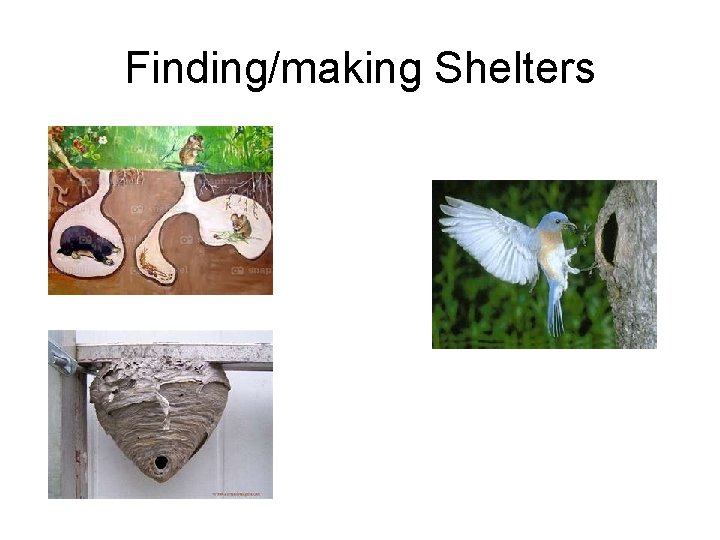 Finding/making Shelters 