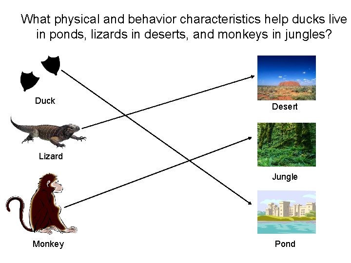 What physical and behavior characteristics help ducks live in ponds, lizards in deserts, and