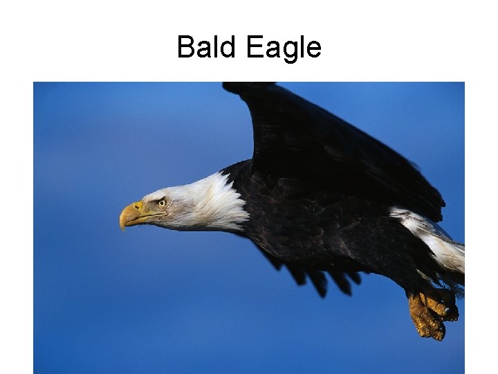 Bald Eagle 