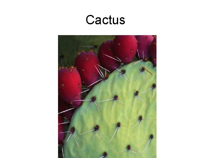 Cactus 