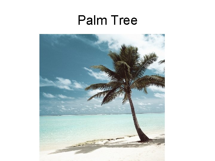 Palm Tree 