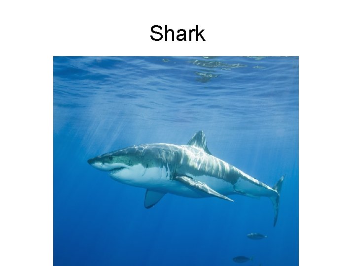 Shark 