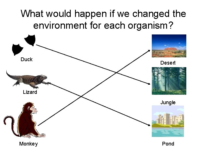 What would happen if we changed the environment for each organism? Duck Desert Lizard