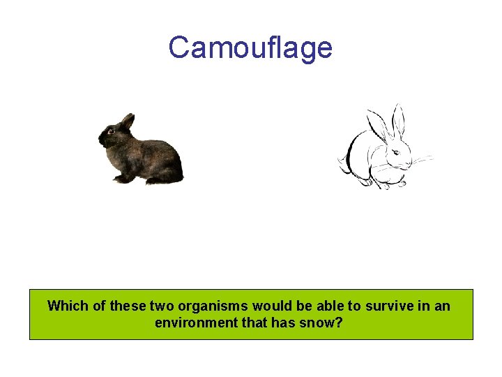 Camouflage Which of these two organisms would be able to survive in an environment