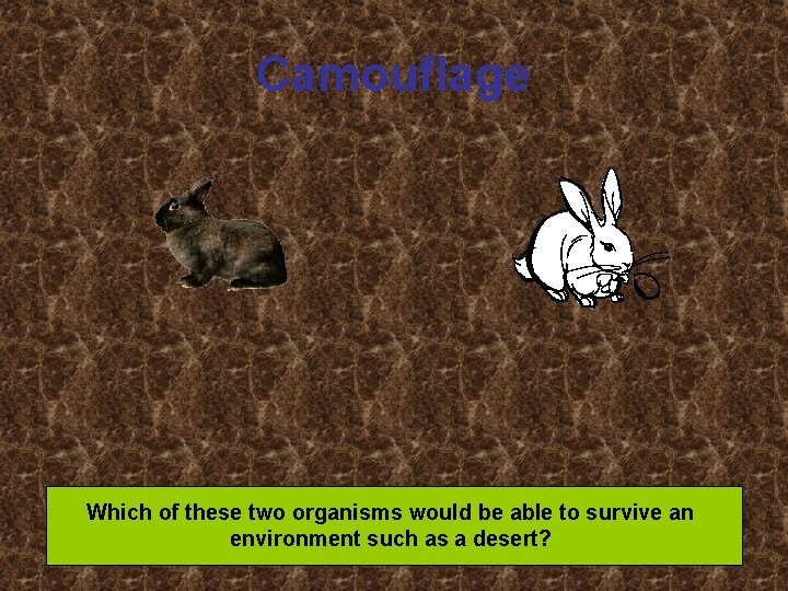 Camouflage Which of these two organisms would be able to survive an environment such
