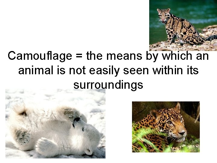 Camouflage = the means by which an animal is not easily seen within its